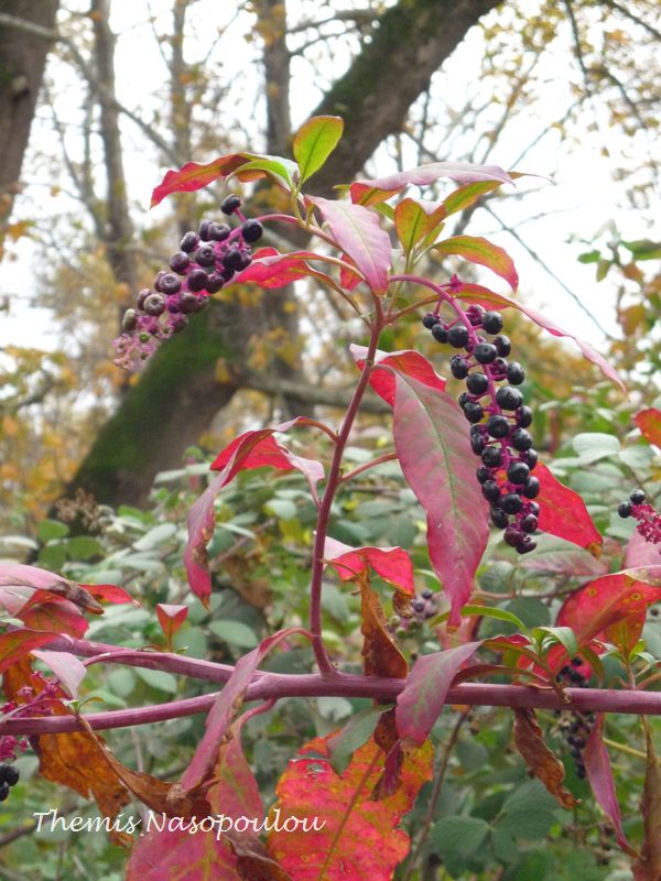 Phytolacca americana